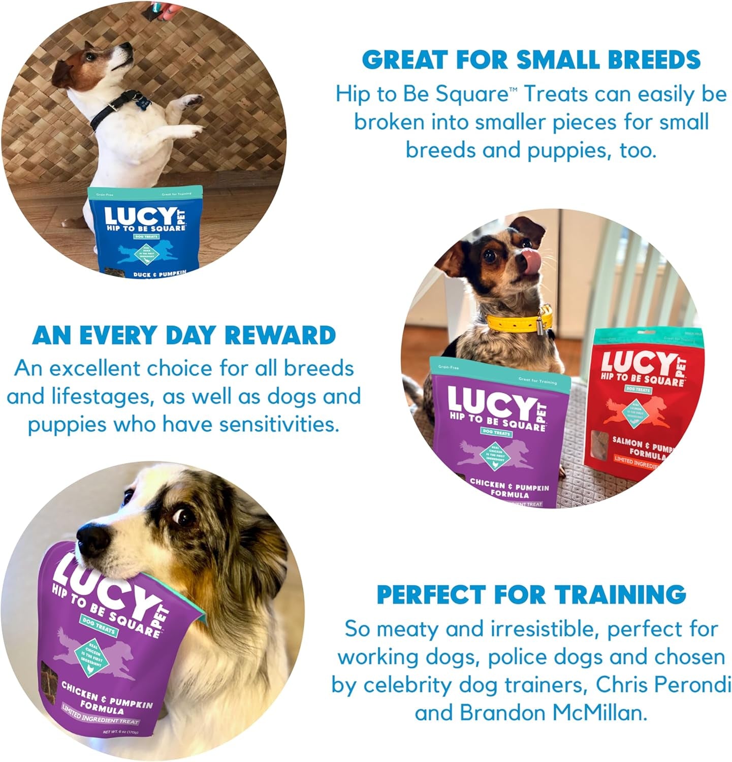 Lucy Pet Hip to Be Square Salmon and Pumpkin Dog Treats 6Oz